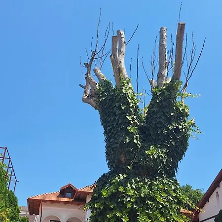 Gæstehus Conac Bistreanu